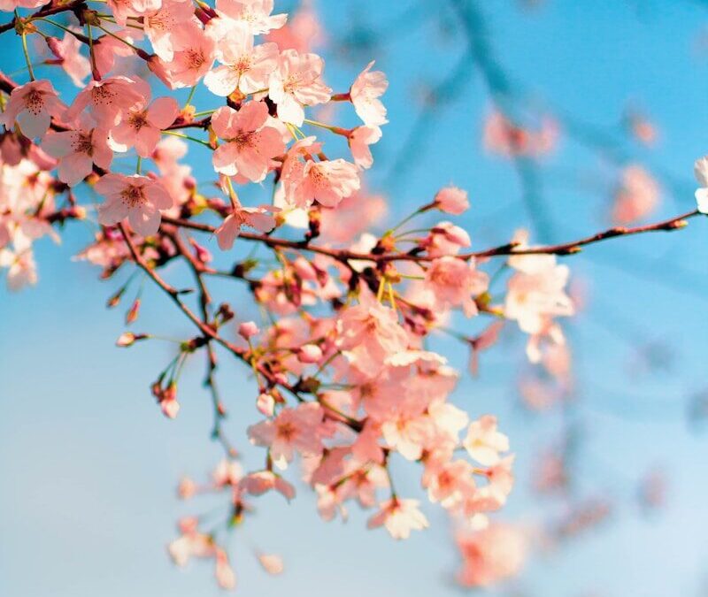 pink and white cherry blossom