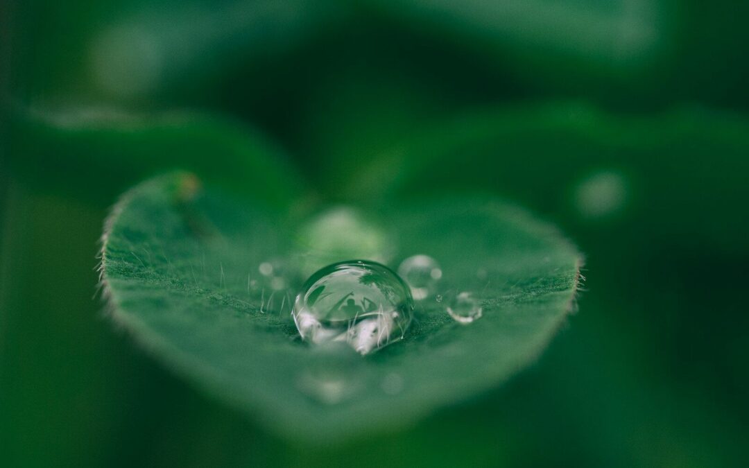 green leaf with water drops